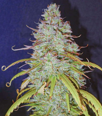 Семена сорта Wedding Cheesecake Auto fem (FastBuds)