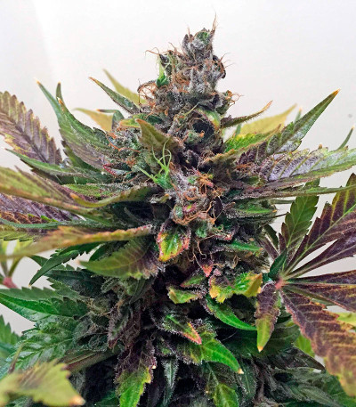 Семена сорта White Widow regular (Nirvana Seeds)