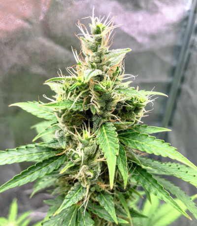 Семена сорта Auto White Widow fem (Dutch Passion)