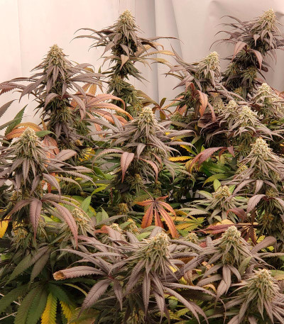 Семена сорта Cookies Purple Punch fem (Medical Seeds)