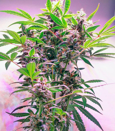 Семена сорта Dutch Kush fem (Paradise Seeds)