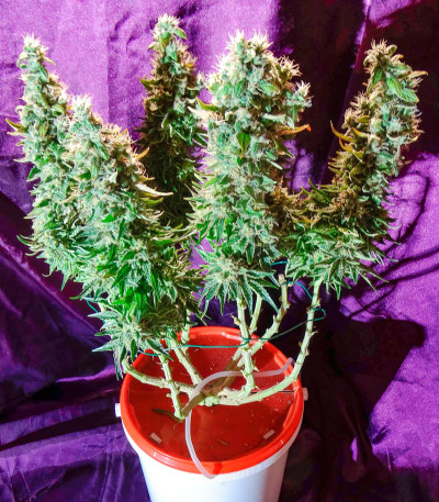 Семена сорта Original Cheese (IBL) fem