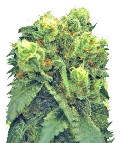 Семена сорта Pre-99 Big Bud fem