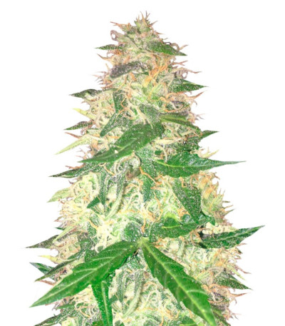 Семена сорта Red Leicester Tease fem (Dr. Krippling Seeds)