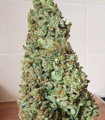 Семена сорта Amnesia Haze Auto Fem (Vision Seeds)