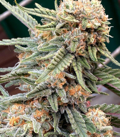 Семена сорта Lemon Tree fem (Barney's Farm)