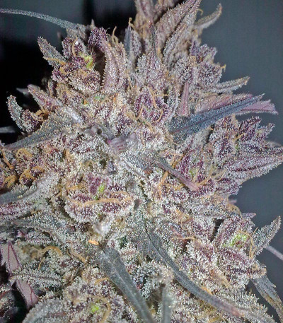 Семена сорта Ketama fem (World of Seeds)