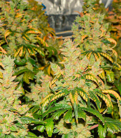 Семена сорта Pineapple Chunk fem (Семяныч)