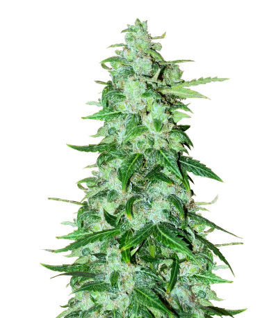 Семена сорта Brain Stroke Auto fem (High Speed ​​Buds)