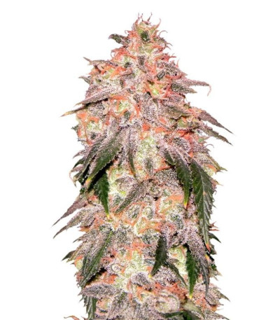 Семена сорта Aurora Indica fem (Nirvana Seeds)