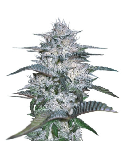 Семена сорта Currant Kush fem (VIP seeds)