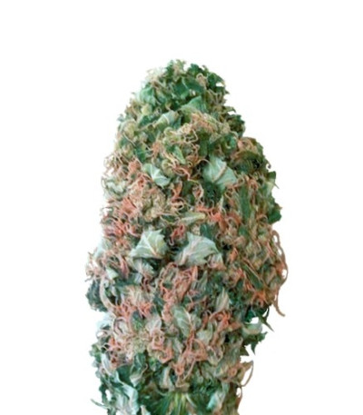 Семена сорта MR.Fix fem (VIP seeds)