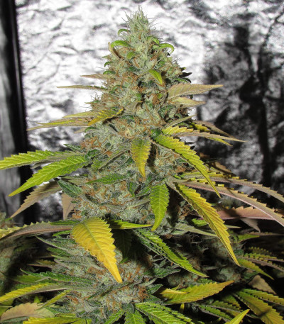 Семена сорта Chem Beyond Diesel CBD fem (Sweet Seeds)