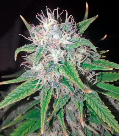 Семена сорта Wonder Woman fem (Nirvana Seeds)