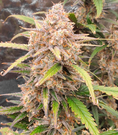 Семена сорта Super Lemon Haze Auto (Семяныч)