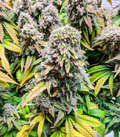 Семена сорта Fat Banana fem (Royal Queen Seeds)