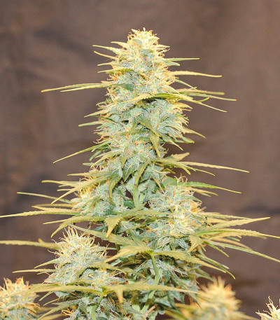 Семена сорта Johnny Cage Auto fem (Семяныч)