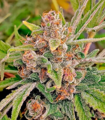 Семена сорта Insane OG Strain