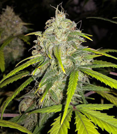 Семена сорта StarRyder Auto fem (Dutch Passion)