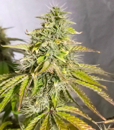 Семена сорта Watermelon OG fem (Advanced Seeds)