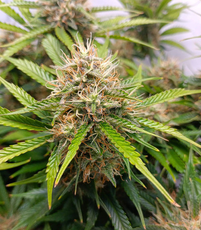 Семена сорта Triple G Auto fem (Royal Queen Seeds)