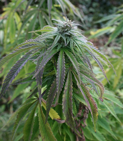 Семена сорта Canadian Kush 2.0 fem