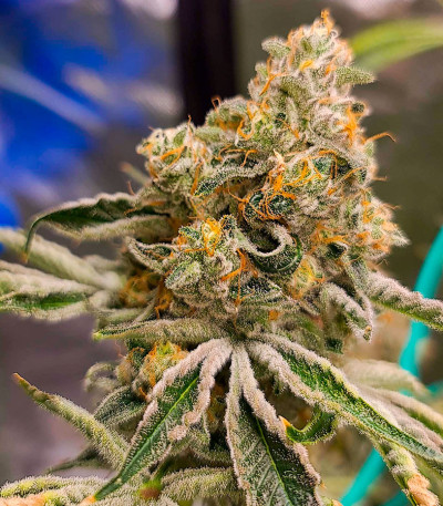 Семена сорта Brain Stroke Auto fem (High Speed ​​Buds)