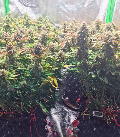 Семена сорта Jack 47 Auto fem (Sweet Seeds)