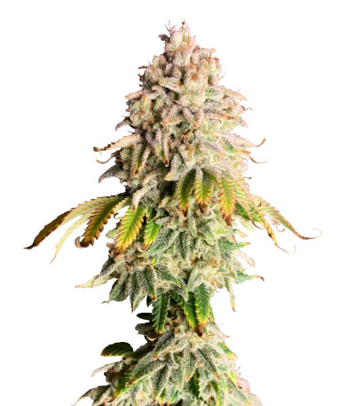Семена сорта Frosted Guava fem (Original Sensible Seeds)