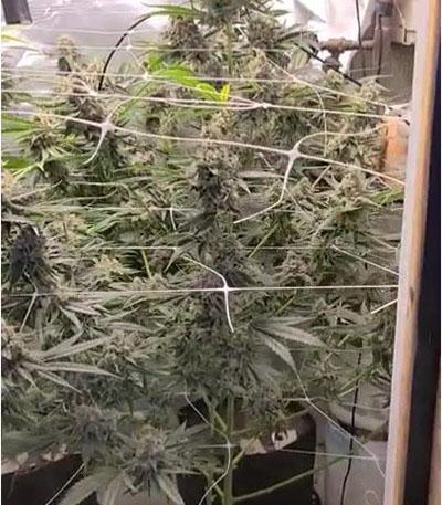 Семена сорта Grandaddy Purple fem