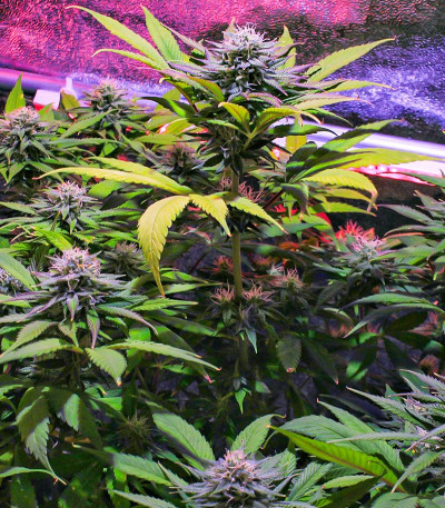 Семена сорта Wedding Cheesecake FF fem (FastBuds)