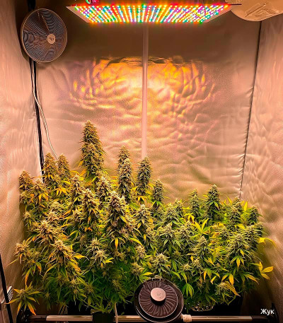 Семена сорта Crime Caramel Auto fem (Семяныч)