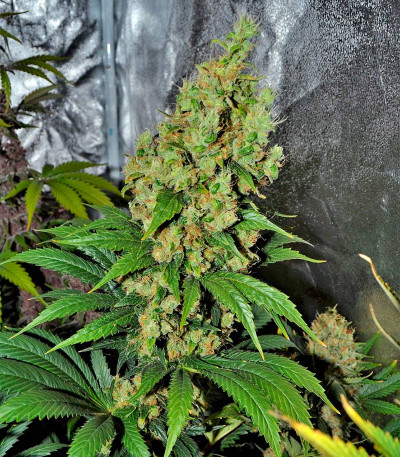 Семена сорта Dinamex fem