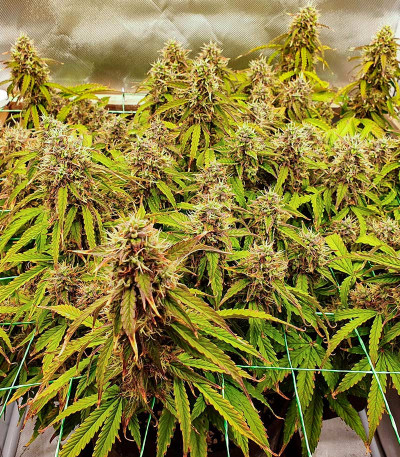 Семена сорта Gelato Auto fem (Herbies Seeds)