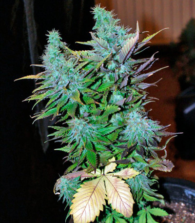 Семена сорта Mataro Blue Max Auto fem