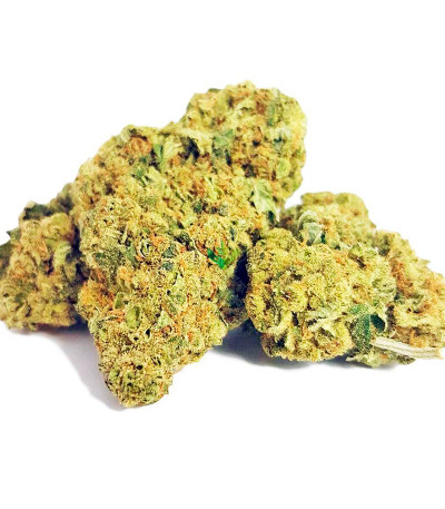 Семена сорта Moby Dick fem (Dinafem Seeds)