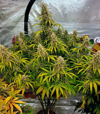 Семена сорта Strawberry Banana Auto fem (FastBuds)