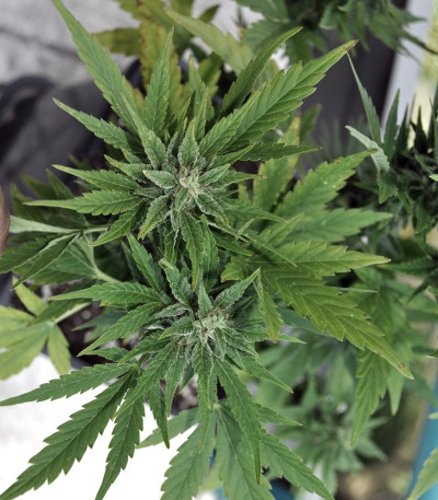 Семена сорта Lowryder Auto fem (Doctor's Choise)