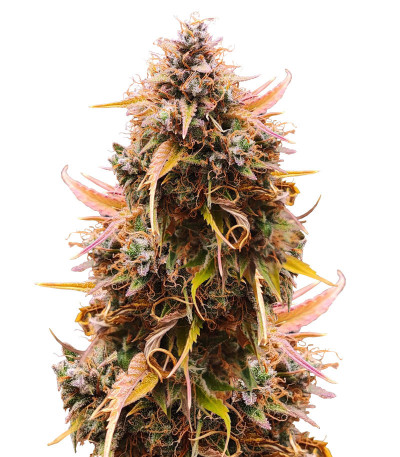 Семена сорта Mandarin Thuggee Auto fem (AlphaFem Seeds)