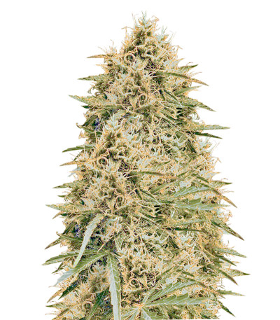 Семена сорта Northern Lights Auto Fem (Vision Seeds)