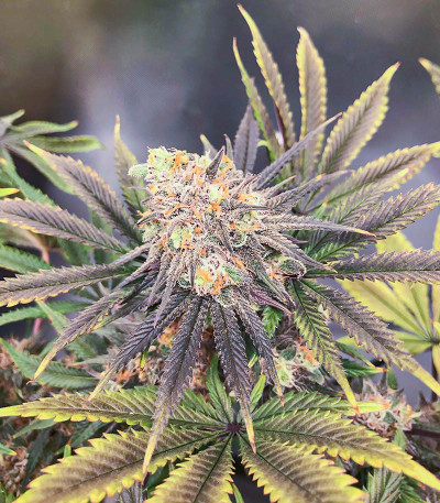 Семена сорта Dozy Breath fem (AlphaFem Seeds)