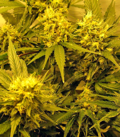 Семена сорта Durga Mata II CBD fem (Paradise Seeds)