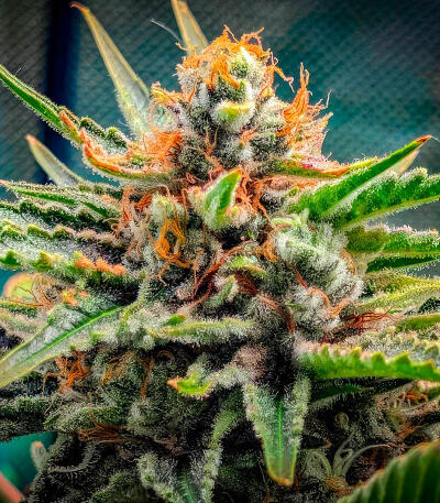 Семена сорта Sour MAC F1 fem (Seedkeepers)