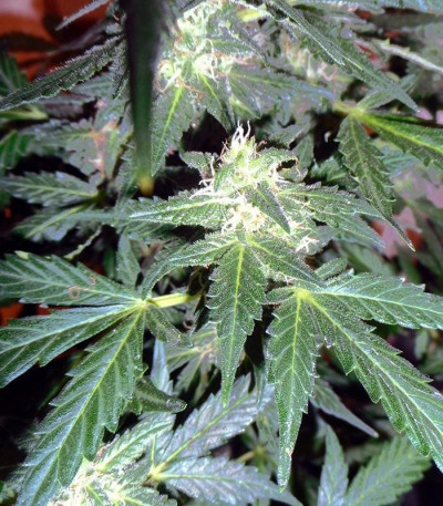 Семена сорта Sweet Mango Auto fem (Green House Seeds)