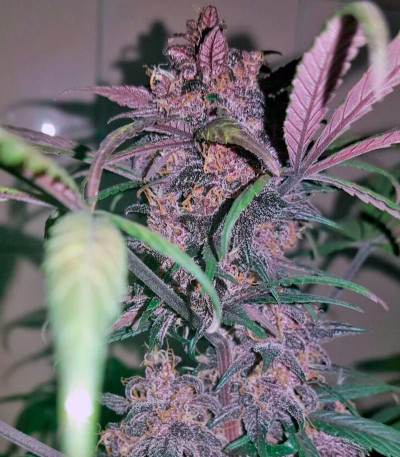 Семена сорта Black Cream Auto fem (Sweet Seeds)