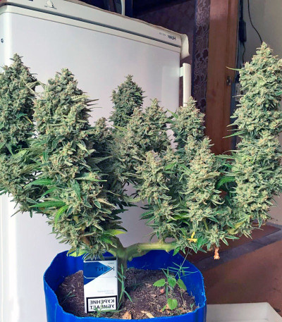 Семена сорта Black Jack fem (Sweet Seeds)
