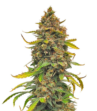 Семена сорта Grandmommy Purple Auto fem (Herbies Seeds)