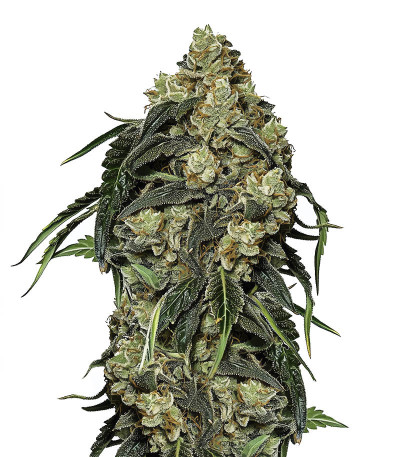 Семена сорта Soyuz OG Express fem (Kalashnikov Seeds)