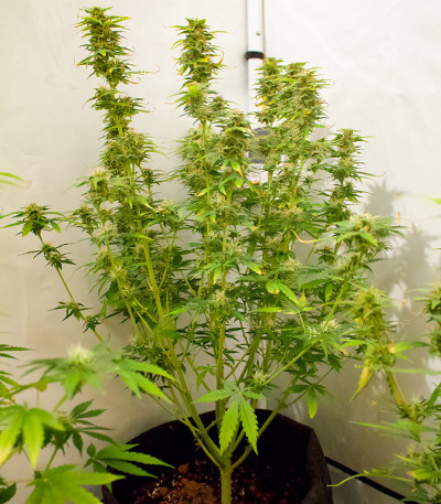 Семена сорта AFS Princess fem (AlphaFem Seeds)
