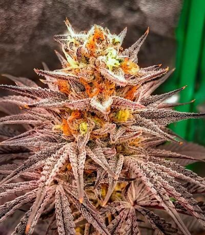 Семена сорта Lemon Cherry Runtz fem (FastBuds)